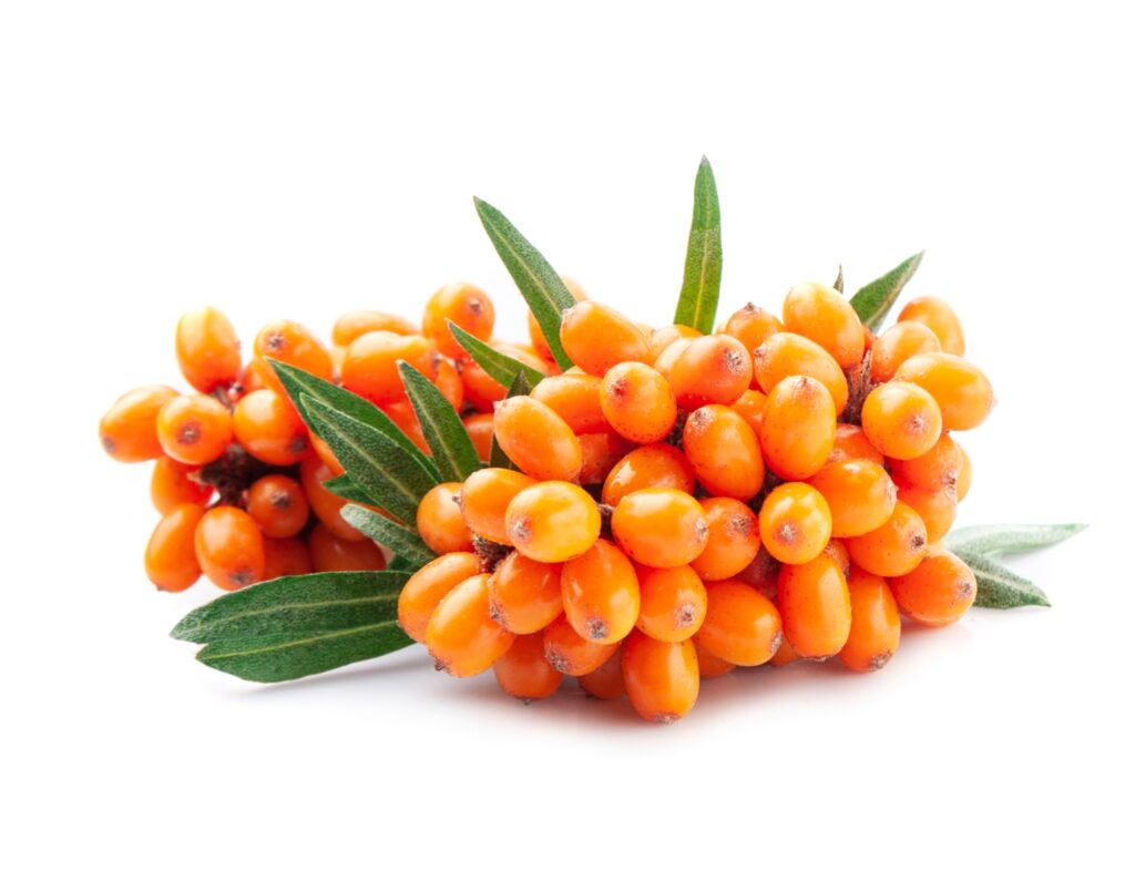 Sea buckthorn with leaves